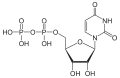 Struktur von Uridindiphosphat