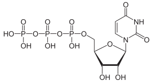 Uridintriphosphat (UTP)
