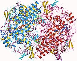 Cyclooxygenasen