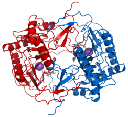 Galactose-1-phosphat-Uridyltransferase