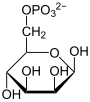 M6P