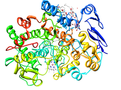 Cyclooxygenase-1