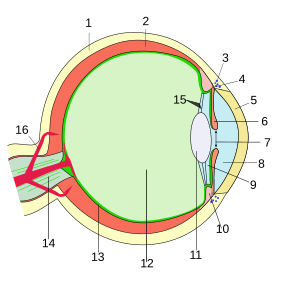 Schema des Augenaufbaus, Querschnitt