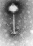 Synechococcus-Phage S-PM2 (Kyanoviridae, Myoviren) aus Meerwasser