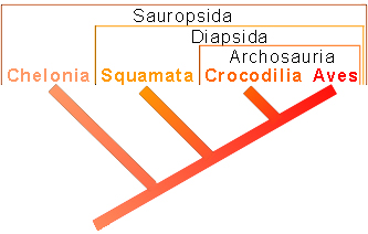 Phylogenetisches System der Sauropsida (Version 1)