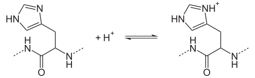Protonierungsgleichgewicht von Histidinresten.