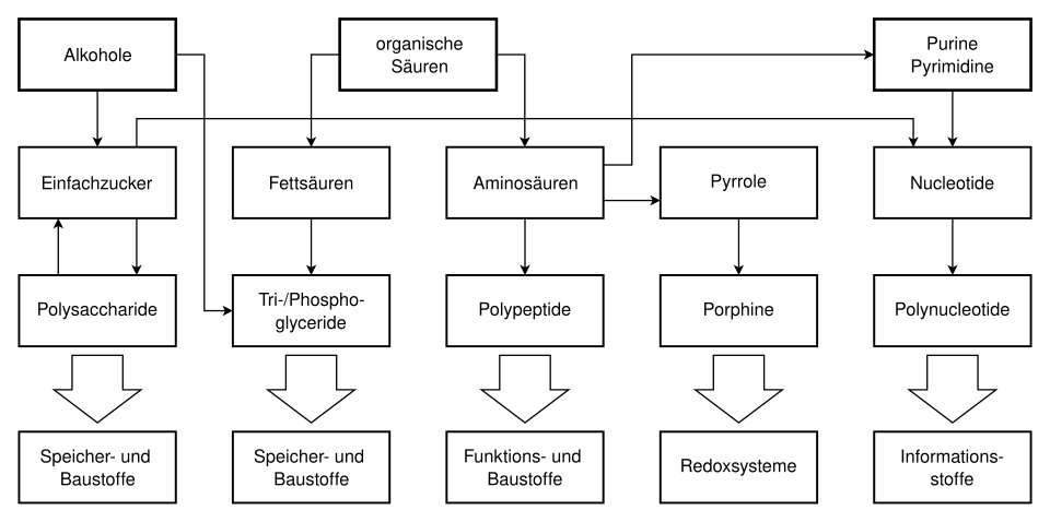Entstehung und Funktion von Biomolekülen