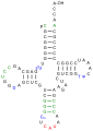 eine tRNAifMet aus E. coli. Die Bereiche, die sich von der tRNAMet unterscheiden, sind in grün hervorgehoben.