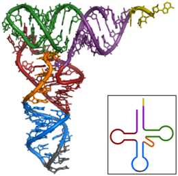 Tertiär- und Sekundärstruktur (im Bild unten rechts) einer tRNA