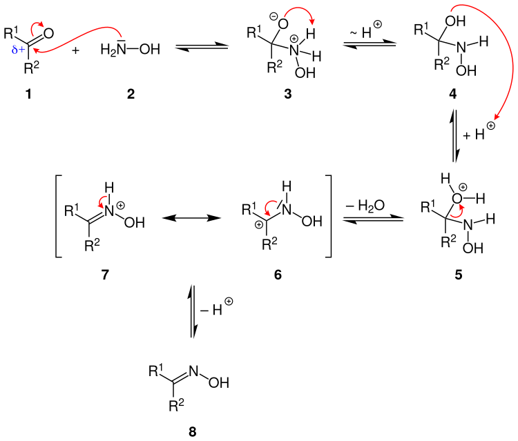 Reaktionsmechanismus der Oxim-Bildung aus einer Carbonylverbindung und Hydroxylamin unter saurer Katalyse