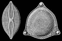 Diatomeas-Haeckel.jpg