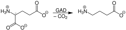 Biosynthese von γ-Aminobuttersäure