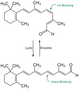 11-cis-Retinal (Vitamin A-Aldehyd) und all-trans-Retinal