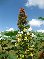 Ricinus communis in der Wildnis