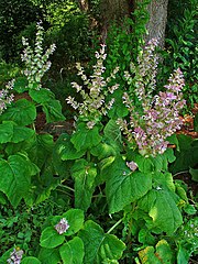 Salvia Sclarea, Muskatellersalbei