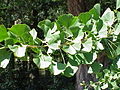 Blätter des Ginkgos (Ginkgo biloba)
