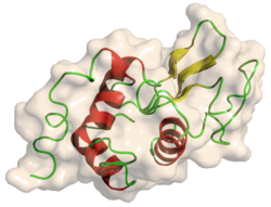 Lysozym C (Gallus gallus)