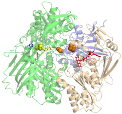 Xanthindehydrogenase