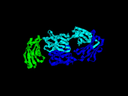 T-Zelloberflächenprotein CD28
