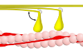 Phase 1 – Myosin (gelb) bindet an Aktin (rosa). Dies wird durch Konformationsumwandlung des Tropomyosins möglich, das so die Bindestellen des Aktins für Myosin freigibt. Diese Konformationsumwandlung des Tropomyosins wird durch Bindung von Ca2+-Ionen an Troponin ausgelöst. Der angedeutete Winkel beträgt etwa 90°.