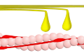 Phase 4 – Myosin (gelb) im Ruhezustand. Aktin (rosa).