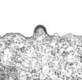 Aggregation von Hüllproteinen und Krümmung der Zellmembran bei HIV-1