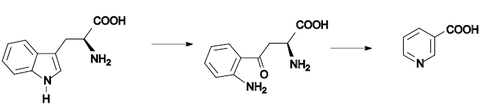 Biosynthese von Nicotinsäure
