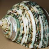 160 by 160 thumbnail of 'Green Sea Shell'.png