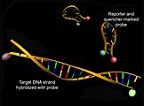 Struktur von Molecular Beacons vor (oben) und nach Hybridisierung mit einer Ziel-DNA (unten) unter Zunahme der Donorfluoreszenz (grün)