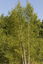 Betula verrucosa sabliere-morriere-plailly 60 01072008 01.jpg