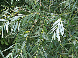 Salix alba leaves.jpg