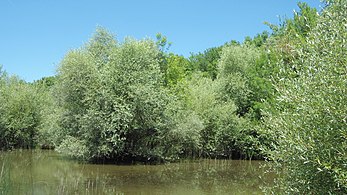 Върби (Salix alba).jpg
