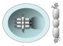 Schematische Darstellung von Prüfkörpern in Form künstlicher Kotwürste